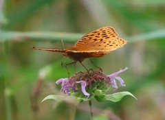 Speyeria cybele