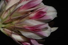 Trifolium dasyphyllum dasyphyllum