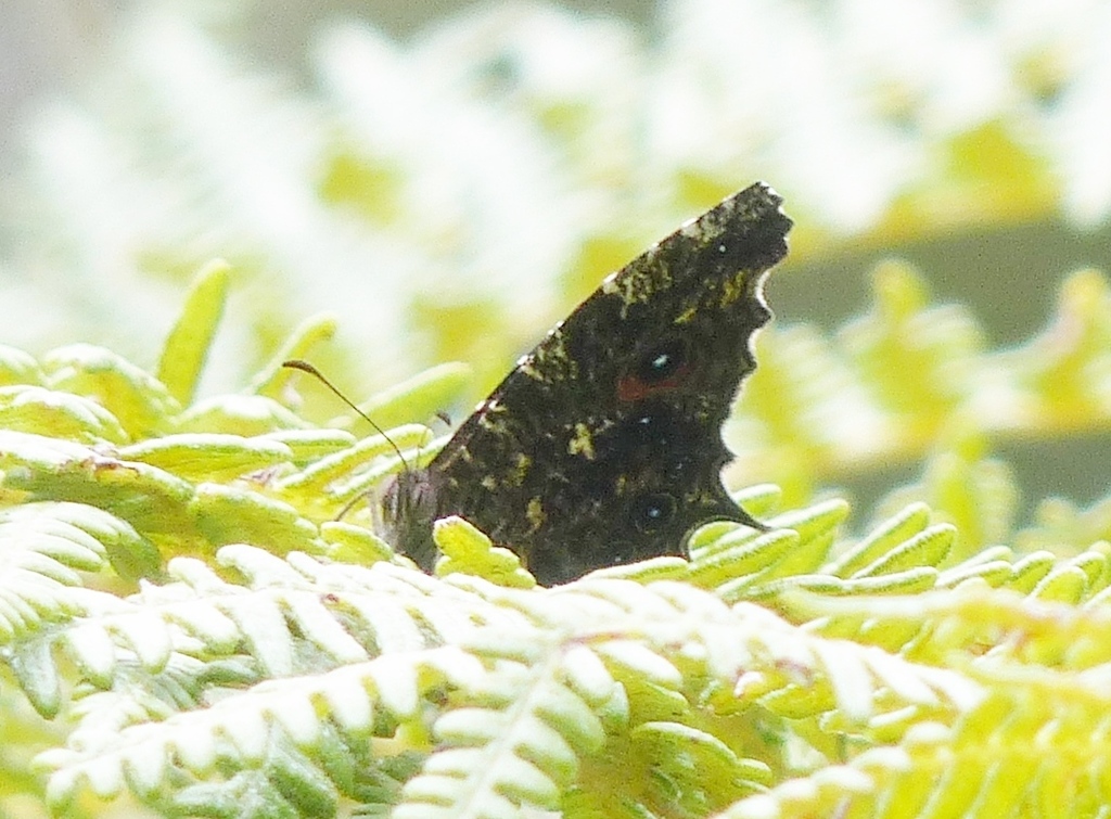Heteropsis alaokola