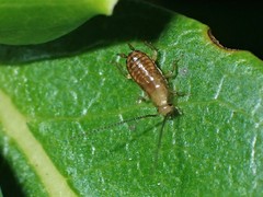 Drymaplaneta heydeniana