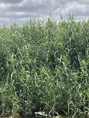 Phragmites australis