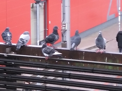 Columba livia domestica