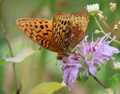 Speyeria cybele