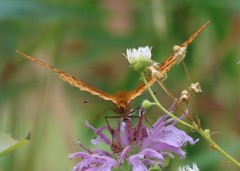 Speyeria cybele