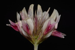 Trifolium dasyphyllum dasyphyllum