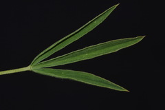 Trifolium dasyphyllum dasyphyllum