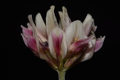 Trifolium dasyphyllum dasyphyllum