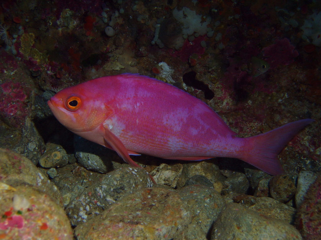 Longfin Perch from Barren Arch, Poor Knights Islands, New Zealand on ...