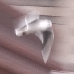 Chroicocephalus ridibundus