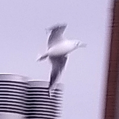 Chroicocephalus ridibundus