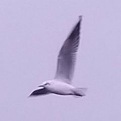 Chroicocephalus ridibundus