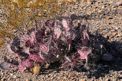 Opuntia azurea
