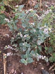 Heliotropium rotundifolium