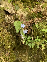 Omphalodes cappadocica