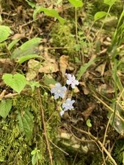Omphalodes cappadocica