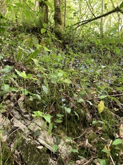 Omphalodes cappadocica