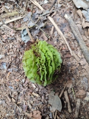 Carpotroche brasiliensis