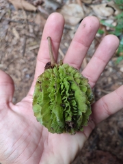 Carpotroche brasiliensis
