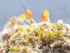 Pottiopsis caespitosa