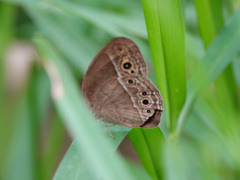 Mycalesis perseoides