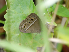 Mycalesis perseoides