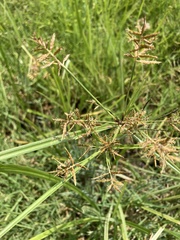 Cyperus esculentus