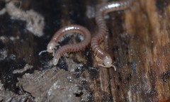 Cylindroiulus parisiorum