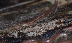 Cylindroiulus parisiorum