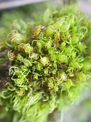 Weissia angustifolia