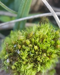 Weissia angustifolia