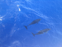 Stenella frontalis