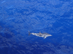 Stenella frontalis