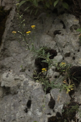 Odontarrhena muralis