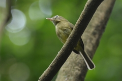 Hemitriccus orbitatus