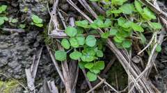Pilea peploides major