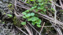 Pilea peploides major