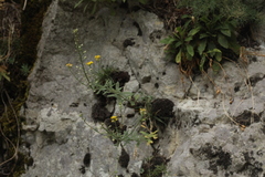 Odontarrhena muralis