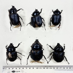 Haploscapanes barbarossa