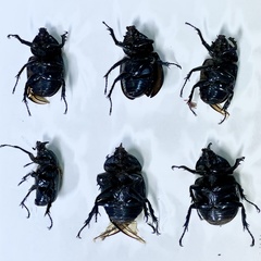 Haploscapanes barbarossa