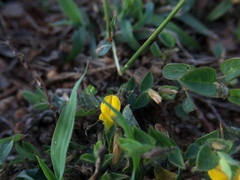 Crotalaria hebecarpa