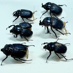 Haploscapanes barbarossa