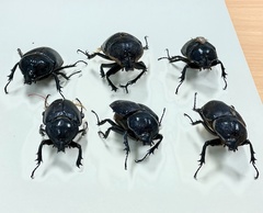 Haploscapanes barbarossa