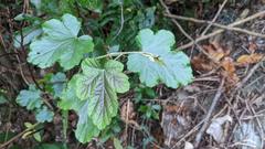 Rubus arachnoideus