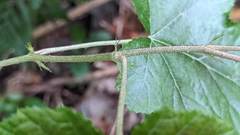 Rubus arachnoideus