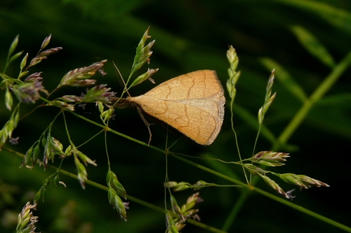 Ilganosis Sprindinis Naktinukas nuotrauka