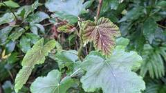 Rubus arachnoideus