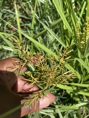 Cyperus esculentus
