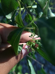 Jatropha gossypiifolia