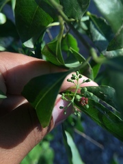 Jatropha gossypiifolia