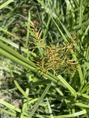Cyperus esculentus
